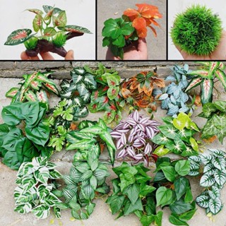 Cây rủ lá giả, cây trầu bà, thài lài tía, dương xỉ treo tường trang trí nhà cửa, decor phòng, homestay, nội thất