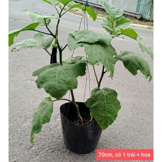 (Quận 8 - GIAO 1-3H) Cây CÀ TÍM.