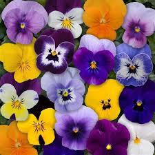 50 Hạt Hạt Giống Hoa Viola TG329 Mix (KD| -KD: C16*0)