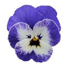 50 Hạt Hạt Giống Hoa Viola TG329 Blue (KD| -KD: C16*0)