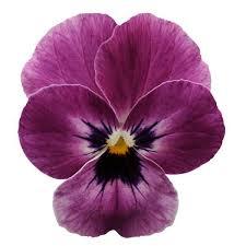 50 Hạt Hạt Giống Hoa Viola TG329 Raspberry (KD| -KD: C16*0)