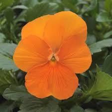50 Hạt Hạt Giống Hoa Viola TG329 Orange (KD| -KD: C16*0)
