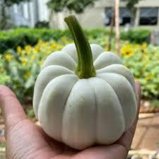 50H Hạt Giống Bí Baby Trắng (KL| B45)