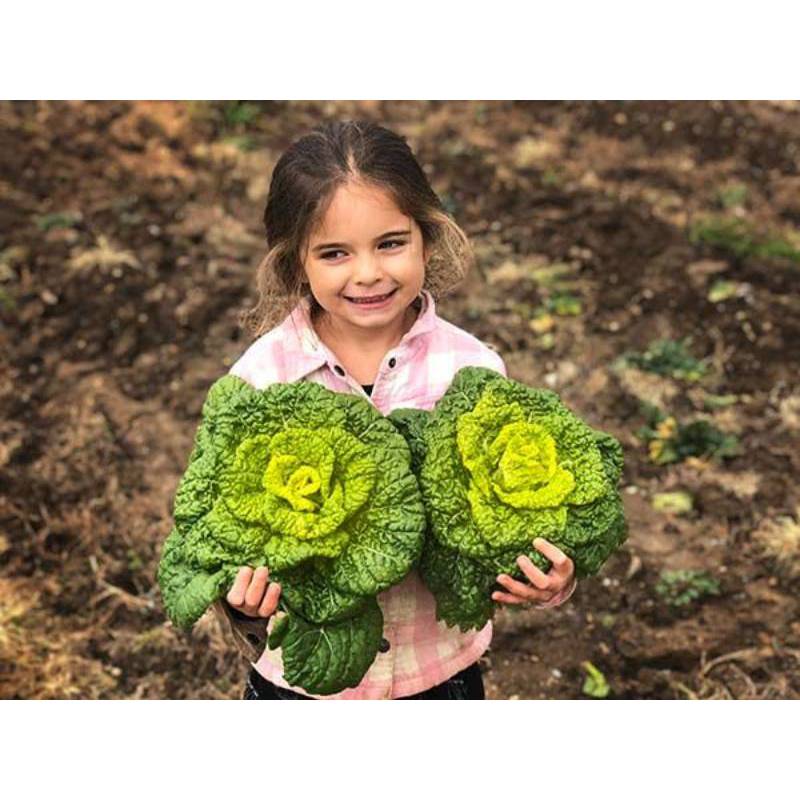 50GR 25K.HẠT Hạt Giống Cải Hoa Hồng Nhăn Cải Hàn Quốc (| C46*W51)