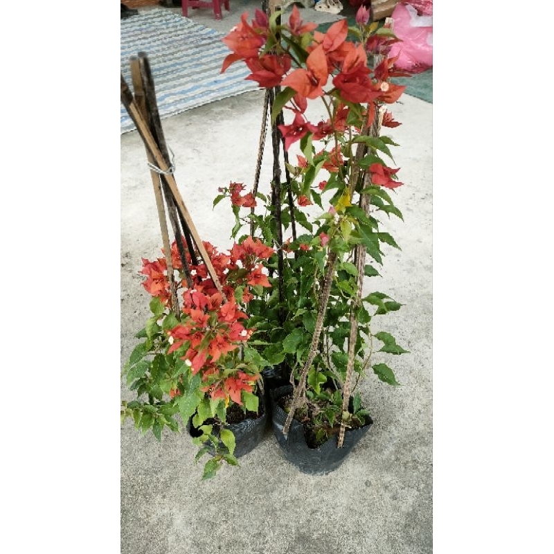Cây hoa giấy đỏ lửa red briza gốc nguyên không ghép