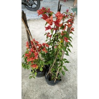 Cây hoa giấy đỏ lửa red briza gốc nguyên không ghép