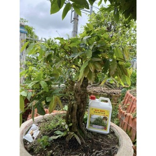 Phân Bón Max Root - Bung Đọt Ra Rễ Mai Vàng Can 5L
