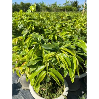 Phân Bón Max Root - Bung Đọt Ra Rễ Mai Vàng Can 5L