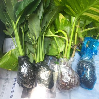 lan ý (rễ trần) 15k/2cây