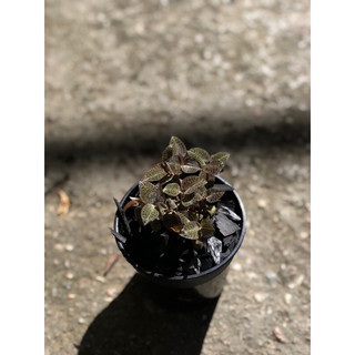 Chậu mềm JEWEL ORCHID ( LAN KIM TUYẾN, LÁ KIM CƯƠNG )