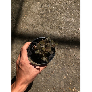 Chậu mềm JEWEL ORCHID ( LAN KIM TUYẾN, LÁ KIM CƯƠNG )