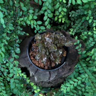 Chậu mềm JEWEL ORCHID ( LAN KIM TUYẾN, LÁ KIM CƯƠNG )