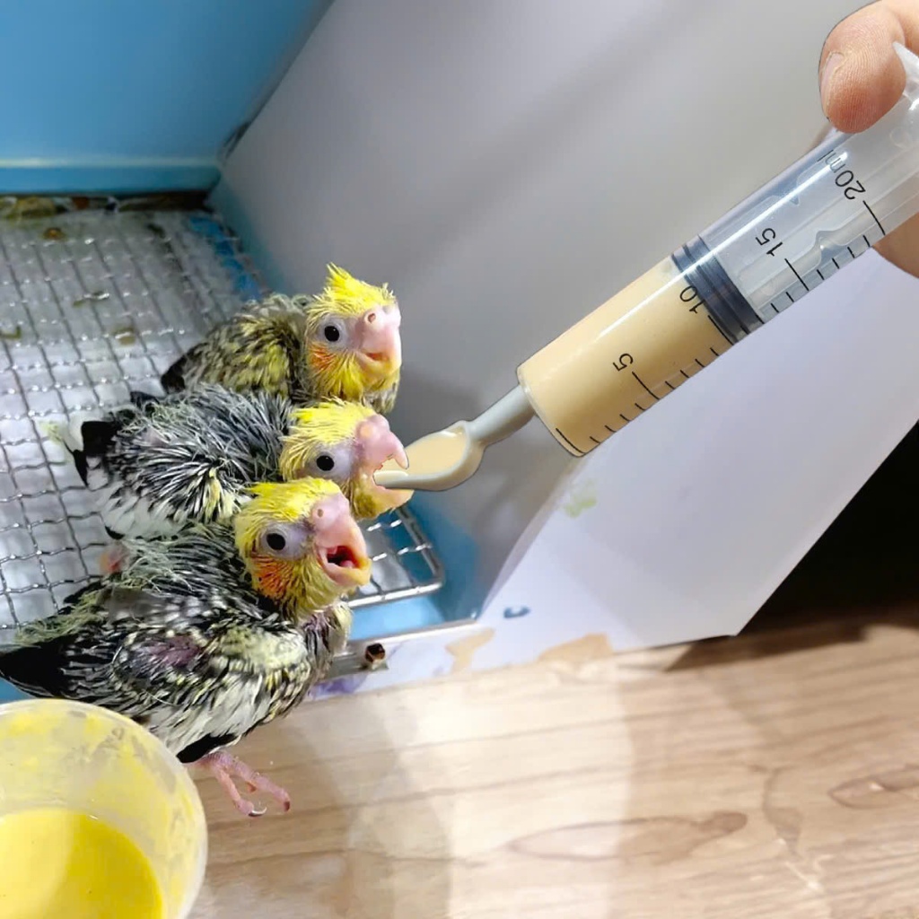 XiLanh Muỗng Đút Bột A21 Cho Vẹt Bơm Đút Bột A19 Cho Vẹt Non Bơm Đút Bột A8 Cho Vẹt