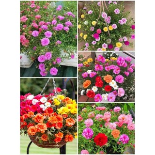 combo 10 nhánh tươi hoa mười giờ ( nhiều màu )