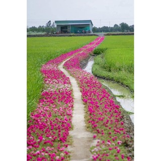 combo 10 nhánh tươi hoa mười giờ ( nhiều màu )