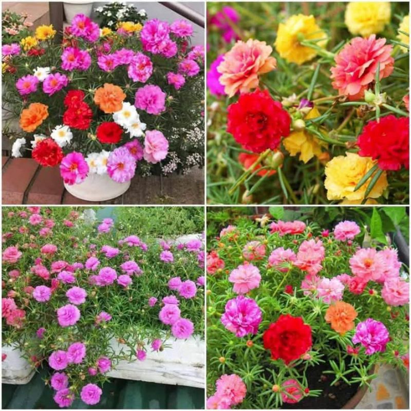 combo 10 nhánh tươi hoa mười giờ ( nhiều màu )