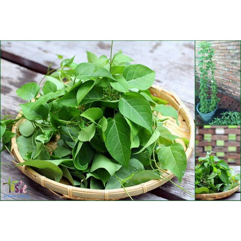 40.HẠT Hạt Giống Lá Giang (| B44*W50)