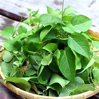 40.HẠT Hạt Giống Lá Giang (| B44*W50)