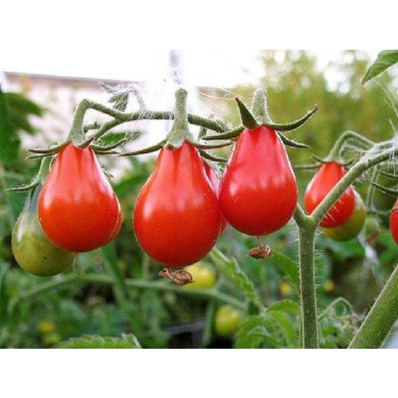 1GR 300.HẠT Hạt Giống Cà Chua Cherry Lê Đỏ (| B41*W45)