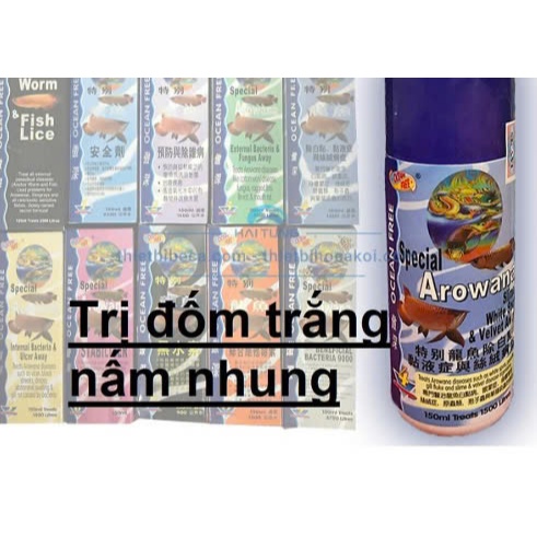 🐠 CÁ RỒNG CHAI SỐ 4 OCEAN FREE