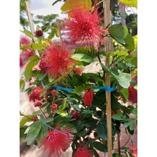 Cây 🌲 Kiều Hùng.... đỏ đang hoa