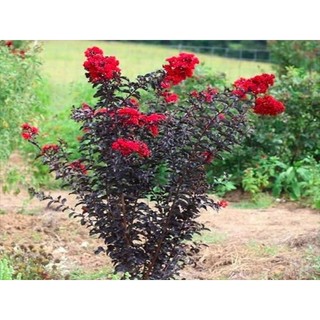 Cây 🌲 Tường Vi đỏ huyết long