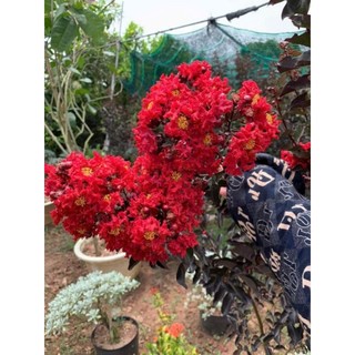 Cây 🌲 Tường Vi đỏ huyết long