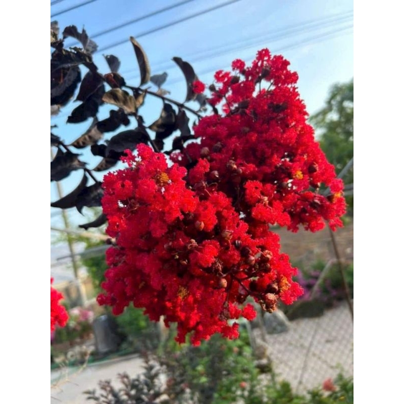 Cây 🌲 Tường Vi đỏ huyết long