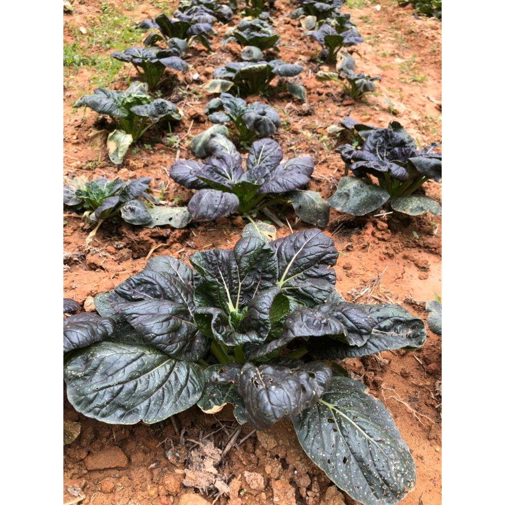 10GR 4000.HẠT Hạt Giống Cải Hoa Hồng Tatsoi Đỏ (| C49*W51)