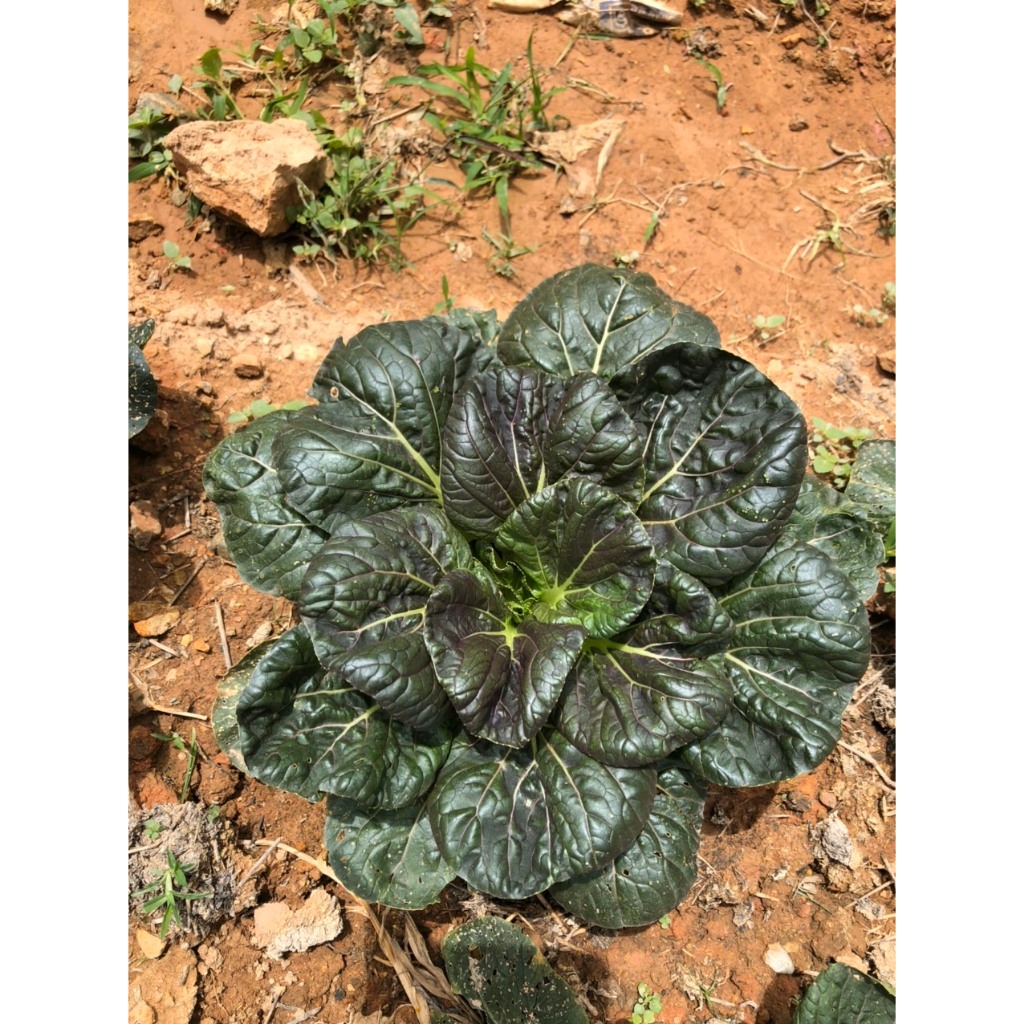 100GR Hạt Giống Cải Hoa Hồng Tatsoi Đỏ (| C49*W51)