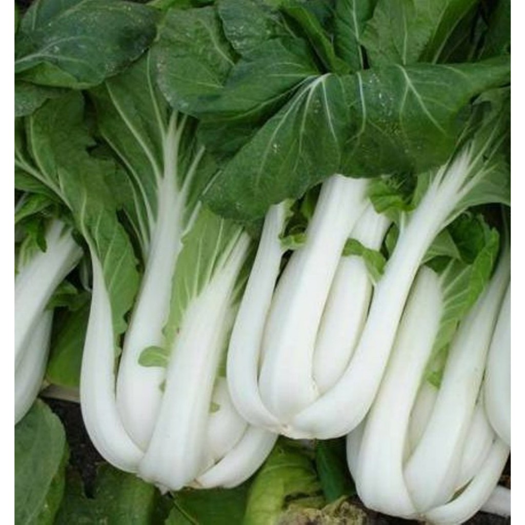 1KG Hạt Giống Cải Thìa Cọng Trăng Cải Bẹ Trắng (| Y13*W24)