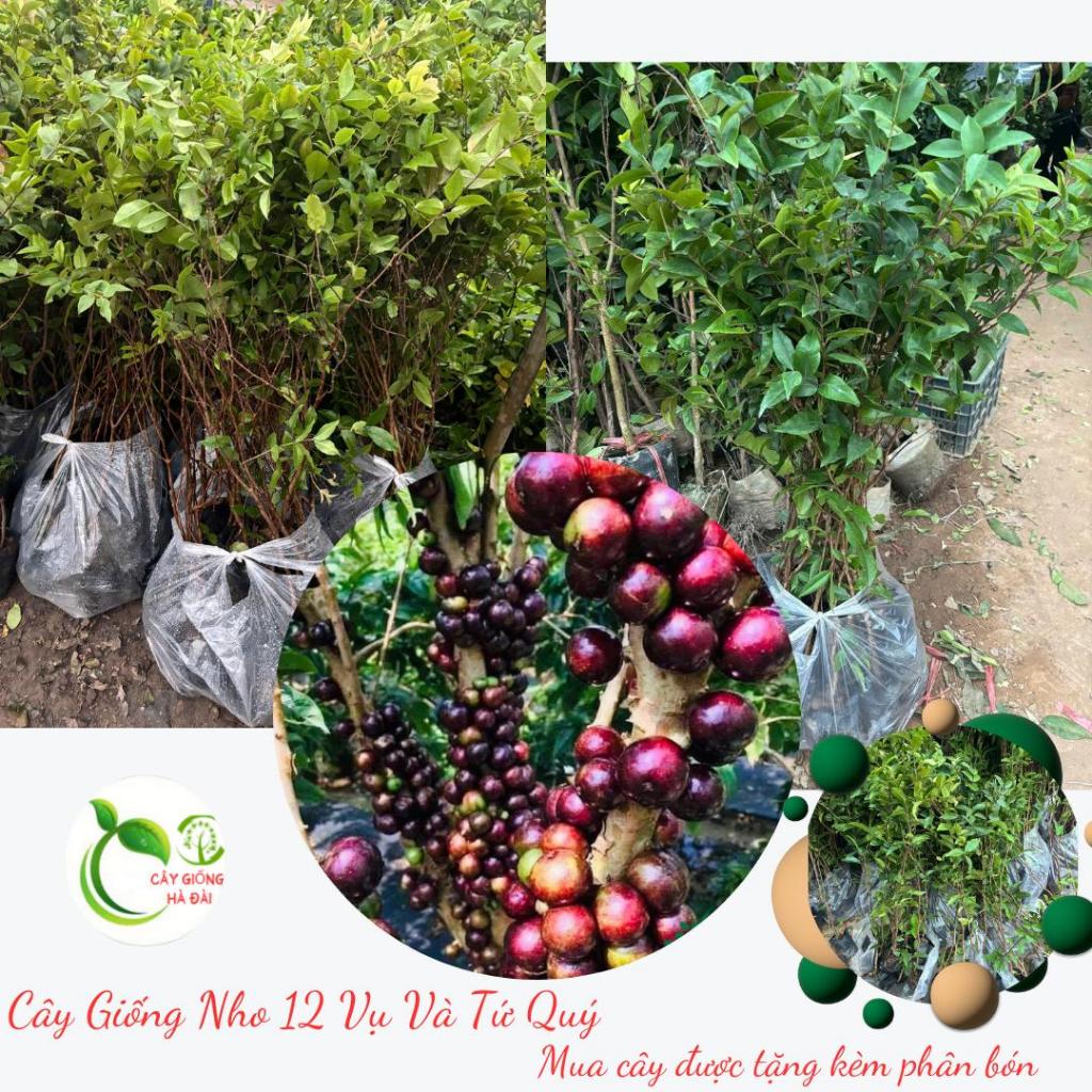 COMBO 2 LOẠI CÂY GIỐNG NHO THÂN GỖ 12 VỤ VÀ NHO THÂN GỖ TỨ QUÝ ( TẶNG KÈM PHÂN BÓN)