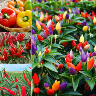 Hạt Giống Ớt, Ớt Chỉ Thiên, Ớt Chùm, Ớt Chuông - Nảy Mầm Cao, Dễ Trồng, Chất Lượng Tốt