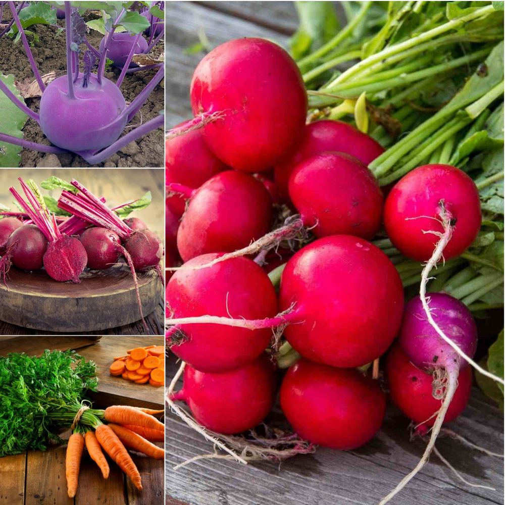 Hạt giống CỦ SU HÀO, CỦ CẢI, CỦ DỀN, CỦ CÀ RỐT các loại, nảy mầm tốt