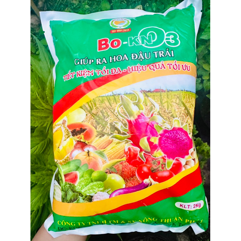 KNO3 + Bo giúp ra hoa đậu quả, ngăn rụng trái