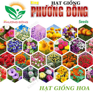 Hạt giống Hoa Trồng Chậu, mùa vụ quanh năm, nhiều màu sắc, nhiều kích thước - Hạt giống King Phương Đông