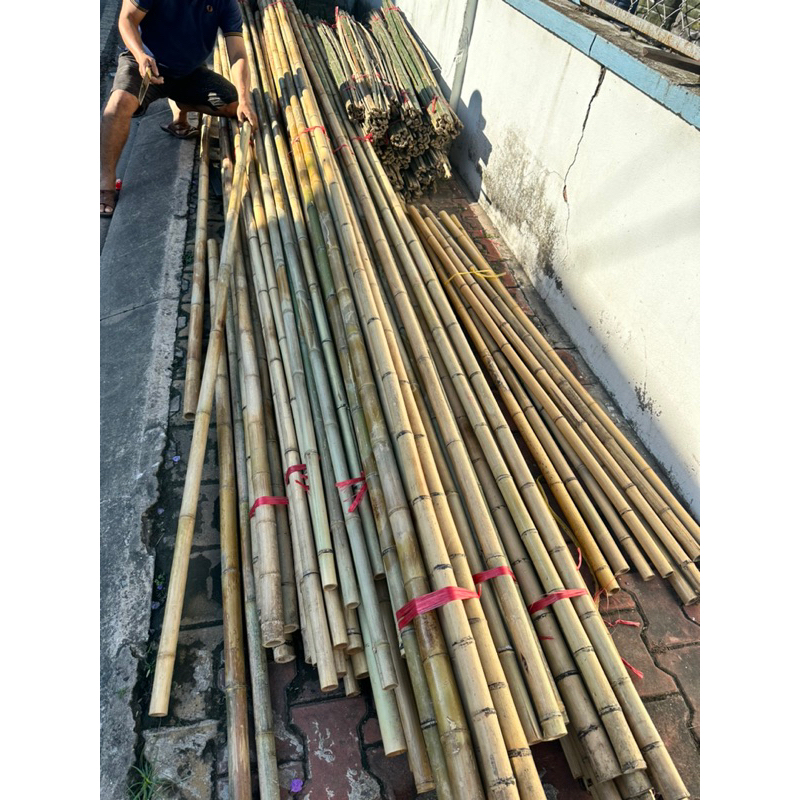 Cây trúc làm hàng rào ,làm tiểu cảnh,…l2m,1m5,1m,50cm