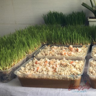Hạt giống lúa mạch cỏ mèo 80g