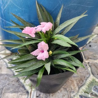 Cây  chiều trắng.chiều hồng. chiều tím.( chiều hồng và trắng .tím  lùn mini)
