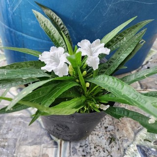 Cây  chiều trắng.chiều hồng. chiều tím.( chiều hồng và trắng .tím  lùn mini)