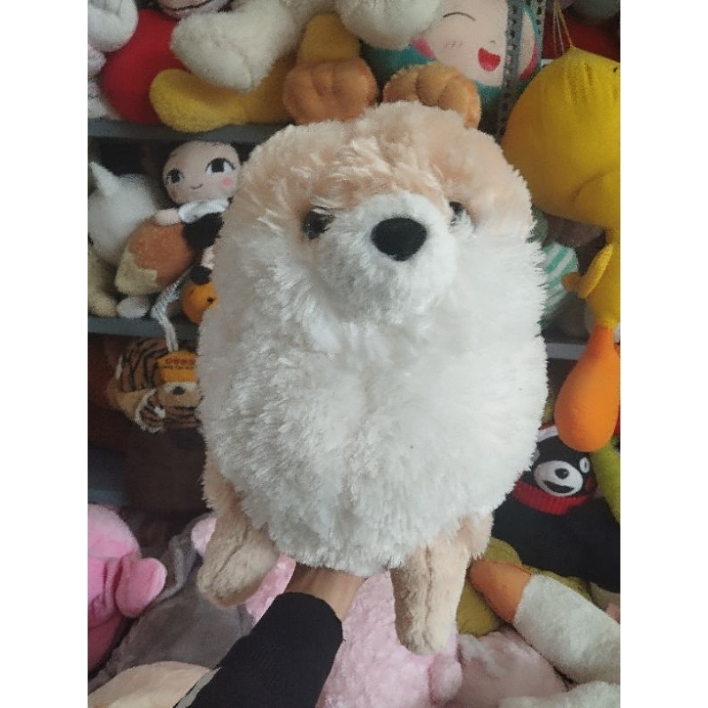 Gấu bông cún amuse size 40-45cm