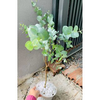 Chậu nhựa mềm Khuynh Diệp Silver dola Lá Bạc -  Cây Phong Thủy