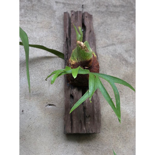Chậu mềm PLATYCERIUM CORONARIUM ( Ổ RỒNG GHÉP LŨA )