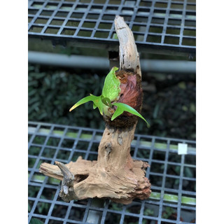 Chậu mềm PLATYCERIUM CORONARIUM ( Ổ RỒNG GHÉP LŨA )