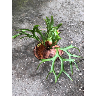 Chậu mềm PLATYCERIUM CORONARIUM ( Ổ RỒNG GHÉP LŨA )
