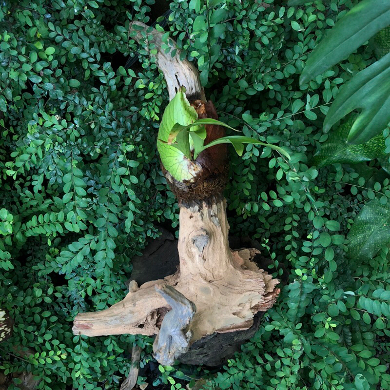 Chậu mềm PLATYCERIUM CORONARIUM ( Ổ RỒNG GHÉP LŨA )