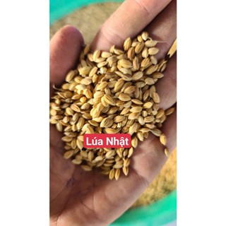 Lúa Nhật Khô Gói 5Kg Sàn Dê Sạch Sẽ Dùng Cho Gà Chiến, Gà Chọi