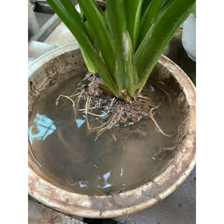 Bách Thủy Tiên ( cây lan nước ) cây to khoảng 40cm