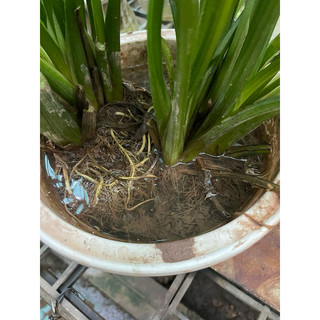 Bách Thủy Tiên ( cây lan nước ) cây to khoảng 40cm