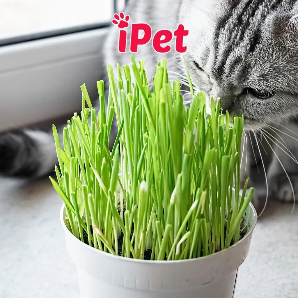 Hạt Giống Cỏ Mèo Giúp Tiêu Hóa Tốt Khạc Búi Lông (Tặng Kèm Chậu) - iPet Shop